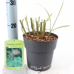 Kininis miskantas  - Miscanthus sinensis MALEPARTUS