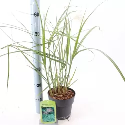 Kininis miskantas  - Miscanthus sinensis MALEPARTUS