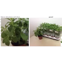 Stevia rebaudiana
