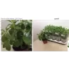 Stevia rebaudiana