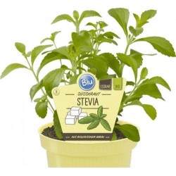 Saldžioji stevija (medaus žolė) - Stevia rebaudiana