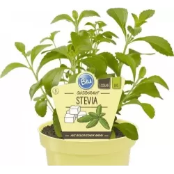 Stevia rebaudiana