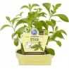 Stevia rebaudiana