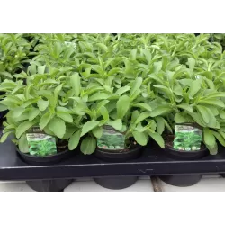 Stevia rebaudiana