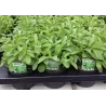 Stevia rebaudiana
