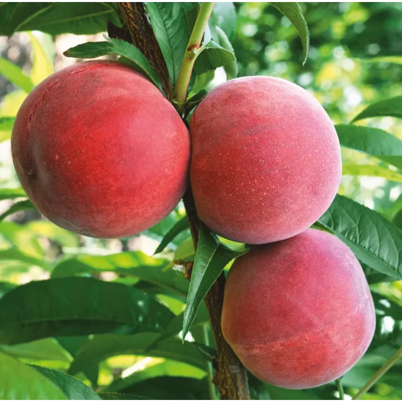 Prunus persica FLAMIN FURY