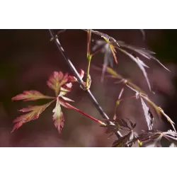 Plaštakinis klevas - Acer palmatum ROYAL GARNET