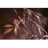 Plaštakinis klevas - Acer palmatum ROYAL GARNET