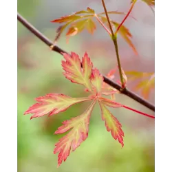 Plaštakinis klevas - Acer palmatum ROYAL GARNET