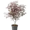 Plaštakinis klevas - Acer palmatum ROYAL GARNET