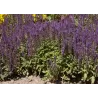 Šalavijas - Salvia nemorosa BLAUKONIGIN