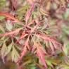 Plaštakinis klevas - Acer palmatum ROYAL GARNET