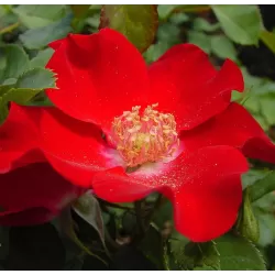 Rožė- Rosa Apache (Korcatempo) skiepyta