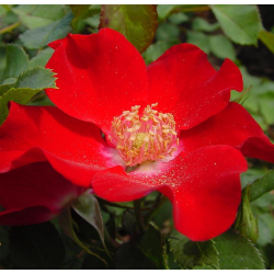 Rožė - Rosa KORMAX