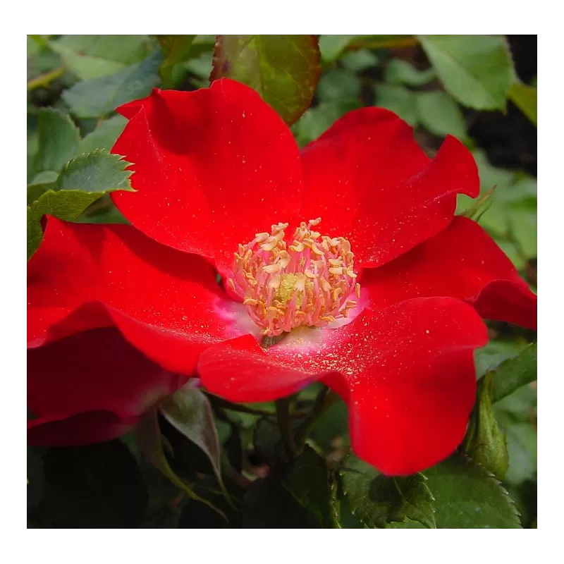 Rožė- Rosa Apache (Korcatempo) skiepyta