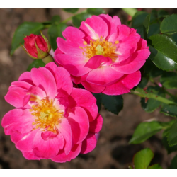 Rožė - Rosa MAGIC MEIDILAND ®