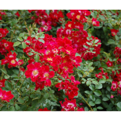 Rožė - Rosa RED MEIDILAND ®