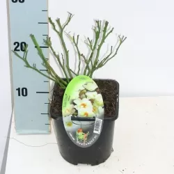 Rožių krūmai internetu su pristatymu į namus