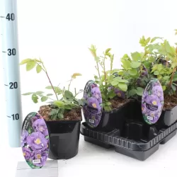 Rožių krūmai internetu su pristatymu į namus