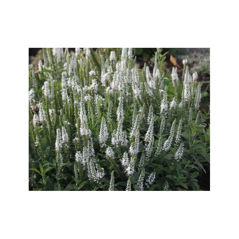 Varpotoji veronika - Veronica spicata Alba P13