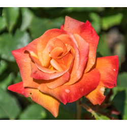 Rožė - Rosa BONFIRE ®