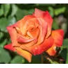 Rožė - Rosa BONFIRE ®
