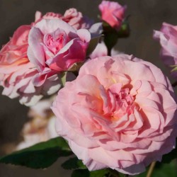 Rožė - Rosa CARMINIA ®