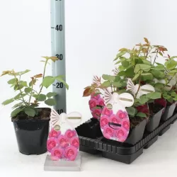 Rožė - Rosa EUFEMIA (VYSiodoc) ®