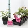 Rosa EUFEMIA (VYSiodoc) ®