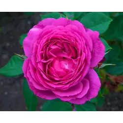Rosa EUFEMIA (VYSiodoc) ®