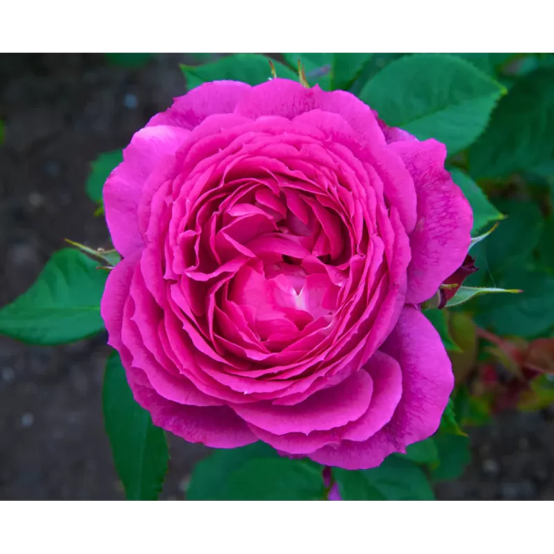 Rožė - Rosa EUFEMIA (VYSiodoc) ®