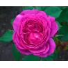 Rosa EUFEMIA (VYSiodoc) ®
