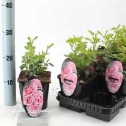 Rosa EVY (DICevy) ®