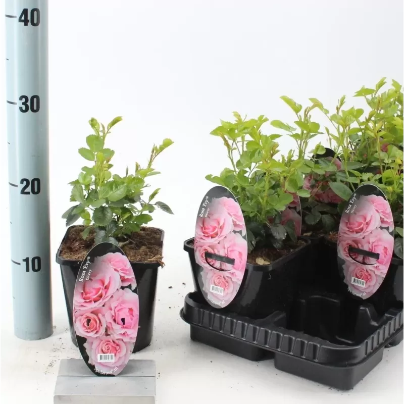 Rosa EVY (DICevy) ®