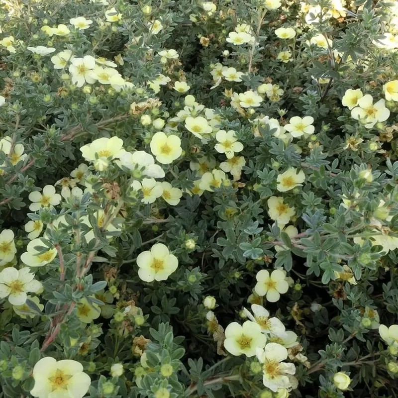 Potentilla fruticosa PRIMROSE BEAUTY