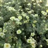 Potentilla fruticosa PRIMROSE BEAUTY