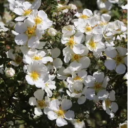 Krūminė sidabražolė (sidabrakrūmis) - Potentilla (dasiphora) fruticosa ABBOTSWOOD