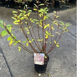 Laibapurkis karklas - Salix gracilistyla MOUNT ASO