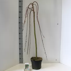 Blindė - Salix caprea KILMARNOCK