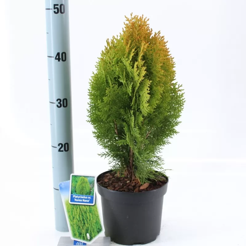 Rytinė tuja - Thuja platycladus AUREA NANA