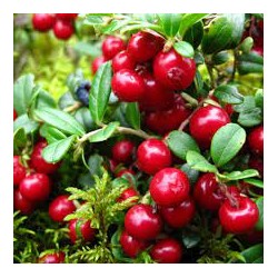 Lingonberry - Vaccinium vitis-idaea RED PEARL