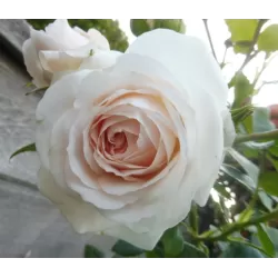 Rožė - Rosa SWEET ROMANZA ®