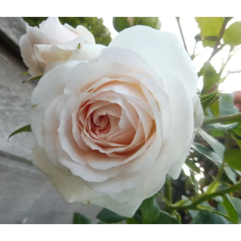 Rosa SWEET ROMANZA