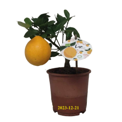 Meyer lemon - Citrus meyeri Meyer