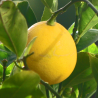 Meyer lemon - Citrus meyeri Meyer