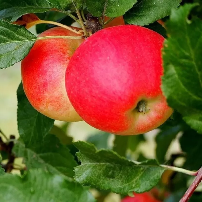 Žagarės sodų vaismedžiai internetu su pristatymu į namus