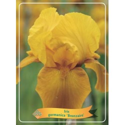Iris germanica Bronzaire P11 (užsakius iš rudens 8 vnt. + 2 vnt. dovanų)  geltona