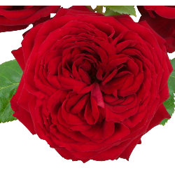 Rožė - Rosa RED ROMANZA ®