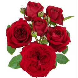 Rožė - Rosa RED ROMANZA ®