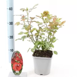 Rožė - Rosa RED ROMANZA ®